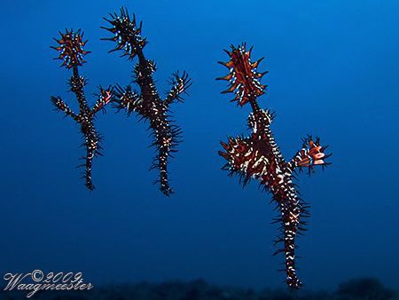 3 Ghost Pipefishes (Solenostomus paradoxus) - Tulamben, B... by Marco Waagmeester 
