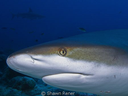 Caribbean Reef Shark (Carcharhinus perezi)       
Roatan... by Shawn Rener 