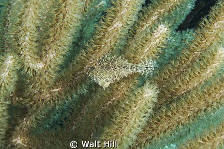 Where's Waldo....the pygmy filefish on Blood Bay Wall in ... by Walt Hill 