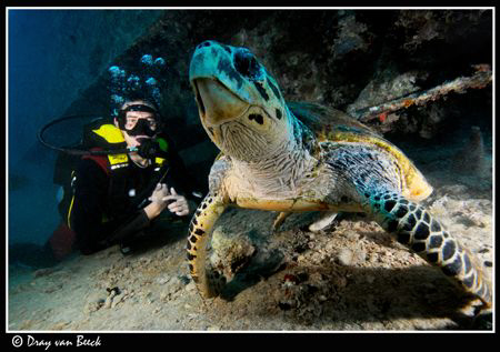 Diver with turtle on the Thistlegorm. by Dray Van Beeck 