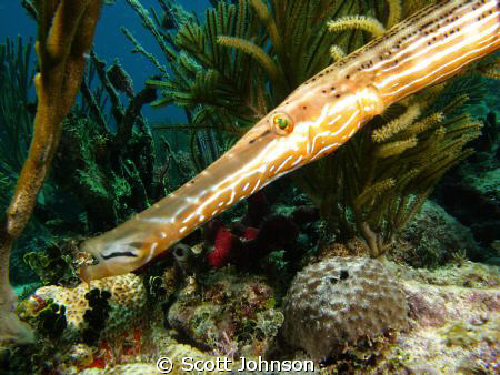 First time shooting underwater.I have a G-9, Ikelite hous... by Scott Johnson 