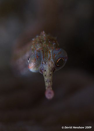 Portrait Study of Orange Spotted Pipefish (Looking Both W... by David Henshaw 