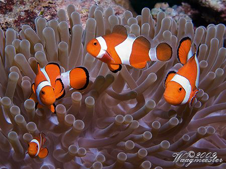 Clown Anemonefishes (Amphiprion ocellaris) - Moyo island,... by Marco Waagmeester 