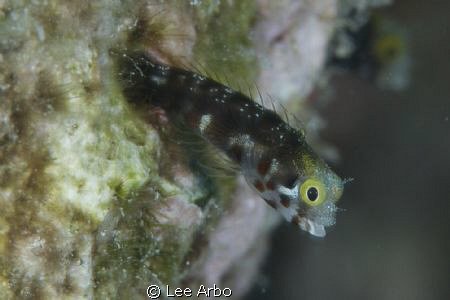 Blenny off Buddy Reef in Bonaire. by Lee Arbo 