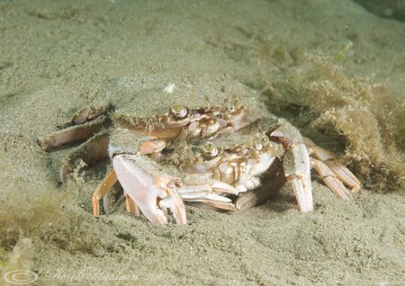 Harbour crab's. Criccieth beach. North Wales. D3, 60mm. by Derek Haslam 