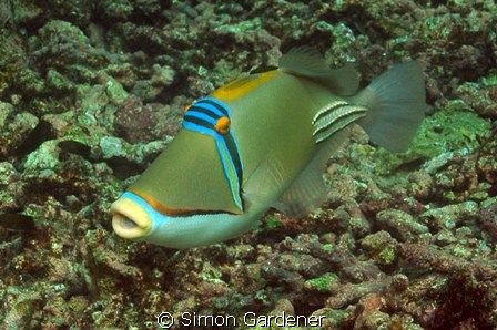 picasso trigerfish ( rhinecanthus assasi) shot in khor fa... by Simon Gardener 