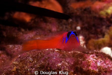 Skittles.  A tiny blue-banded goby takes refuge under an ... by Douglas Klug 