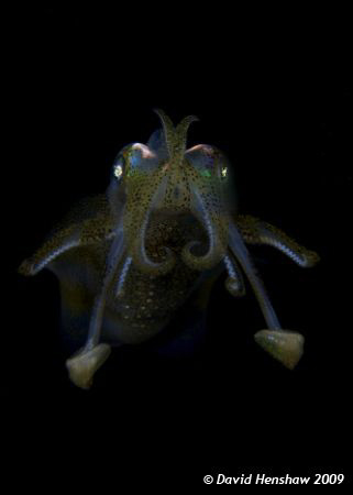 Portrait study of a Bigfin Reef Squid. Taken with D200 an... by David Henshaw 