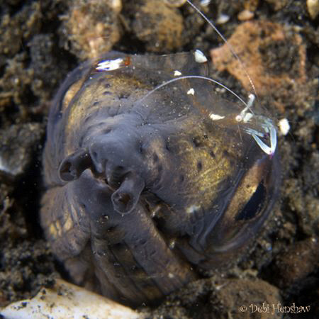 "Snake Eel & companion" from a different perspective :o) by Debi Henshaw 