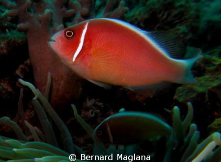 Another addition to my Nemo collection... by Bernard Maglana 