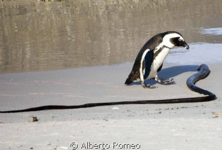 What is it ? 
An african pinguin see a strange thing: is... by Alberto Romeo 