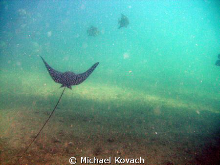 Spotted Eagle Ray on the Inside Reef at Lauderdale by the... by Michael Kovach 