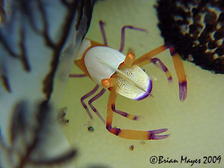A tiny Imperial Shrimp (Periclimenes imperator) hiding un... by Brian Mayes 
