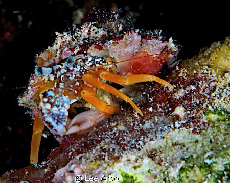 Crab taken on night dive off Buddy Reef in Bonaire by Lee Arbo 