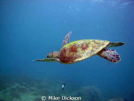 Had the pleasure of diving with this particular turtle fo... by Mike Dickson 