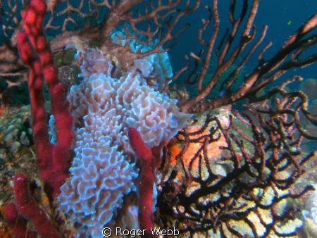 Entwined...so many sponges and corals... by Roger Webb 