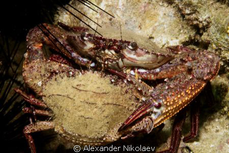Pair of crabs. Dibba Rock, U.A.E. Cannon 40D by Alexander Nikolaev 