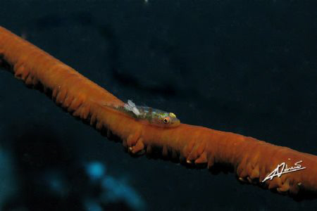 parasite on a whip-coral goby by Adriano Trapani 