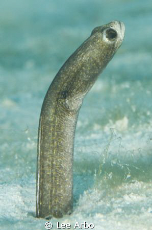 Garden eel at the "Invisibles" in Bonaire by Lee Arbo 