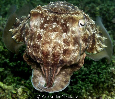 A portrait en face of cuttlefish taken on the Dibba Rock ... by Alexander Nikolaev 