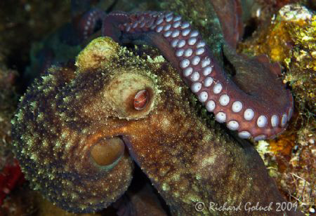 Octopus-night dive-Roatan 2009-Canon 100 mm macro by Richard Goluch 