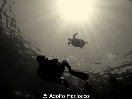 Turtle & Diver -
Paradise -
Sharm el Sheikh by Adolfo Maciocco 