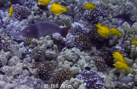 Parrott fish and yellow tangs.  Big Island, Hawaii.  Olym... by Bill Arle 