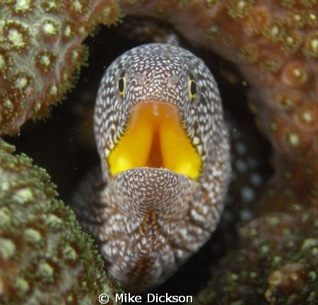 Starry / yellow mouthed moray (l: gymnothorax nudivomer) by Mike Dickson 