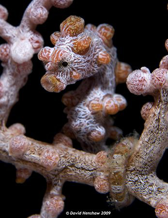 Portrait Study of Pygmy Seahorse (Really Cute) Taken with... by David Henshaw 