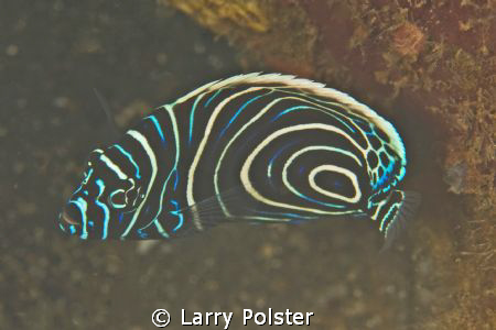 Juvenile Emperor Angelfish. D300-60mm by Larry Polster 