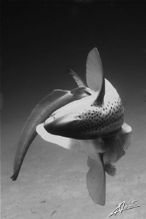 mid water "shark twirl": a male zebra shark (stegostoma f... by Adriano Trapani 
