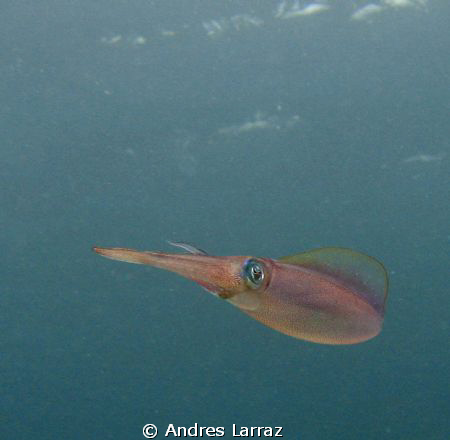 CALAMARI   (Sepioteuthis) Demonstrating the speckling eff... by Andres Larraz 