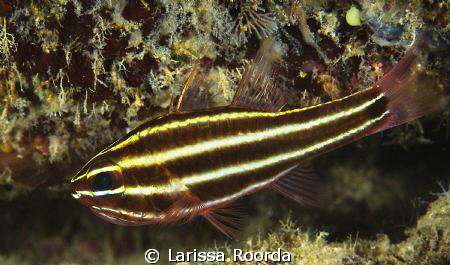 Cardinal fish.  The art of camouflage by Larissa Roorda 