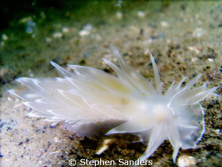 this is a alabaster nudibranch taken in puget sound washi... by Stephen Sanders 