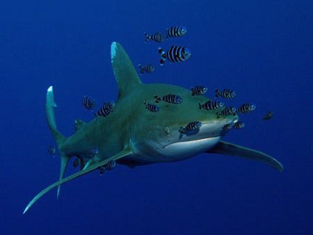 Oceanic Whitetip and pilot fish. Canon G9 with Ikelite st... by James Dawson 