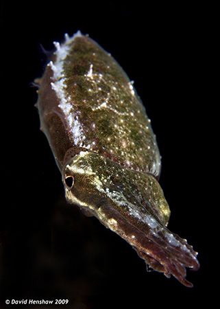 Portrait study of a Stumpy-spined Cuttlefish. Taken with ... by David Henshaw 
