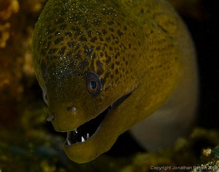 Eel getting up close and personal by Jonathan Regan 