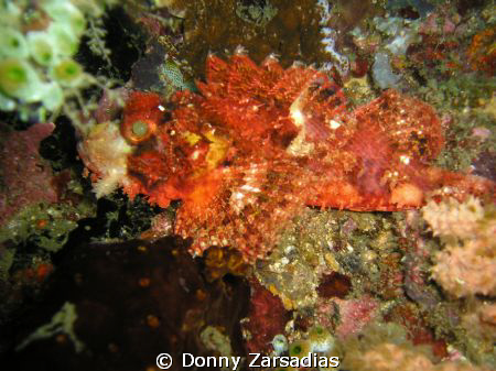 Used a very old 4MP Olympus Camera. Scorpion Fish taken a... by Donny Zarsadias 