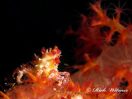 Candy Crab on the USAT Liberty Wreck in Tulamben, Bali.  ... by Richard Witmer 