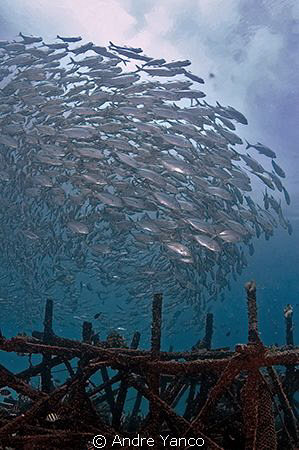 School of Jack Fish on an artificial reef... Nikon D70s w... by Andre Yanco 