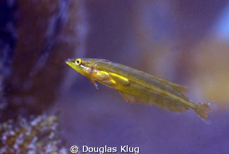 Sea Thru.  A tiny juvenile Giant Kelpfish hides well in t... by Douglas Klug 