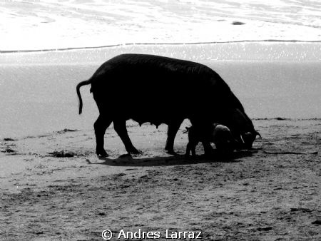 BAY OF PIGS... by Andres Larraz 