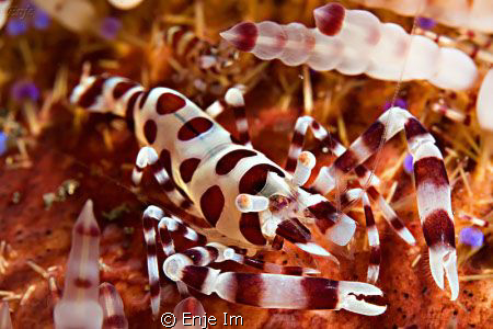 coleman shrimp by Enje Im 