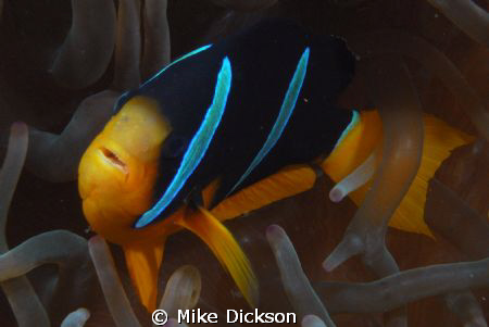 Will somebody believe me NOW when I say that clownfish ha... by Mike Dickson 