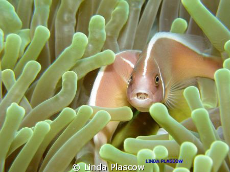 Clown Fish. Unusual photo as it has a bacteria in its mouth. by Linda Plascow 