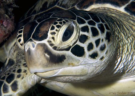 "Just Resting" A snoozing Green Turtle, one of the many o... by Debi Henshaw 