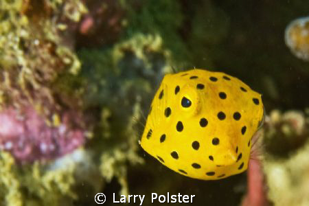 This juvy trunkfish was bouncing around like a ping pong ... by Larry Polster 