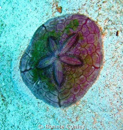 Photo of sand dollar seen in Grand Bahamas May 2009.  Can... by Bonnie Conley 