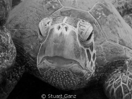 Green Sea Turtle. I converted this photograph to black & ... by Stuart Ganz 