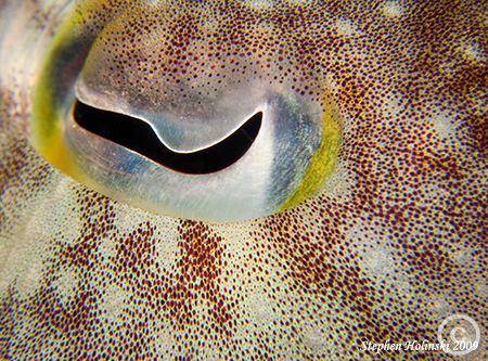 Cuttlefish Eye.  Slight (10-15%) crop.  Canon G10, 2xUCL1... by Stephen Holinski 